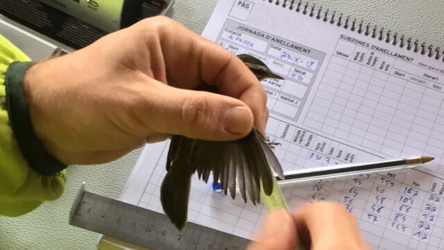 Un paraíso secreto en el Delta – L’Alfacada – AGOTADA