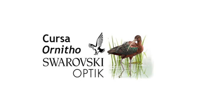 The cursa Ornitho Swarovski Optik is back