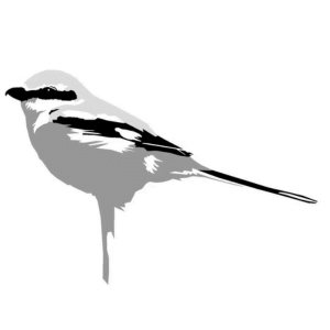 Daniel Camps BIRD-ART