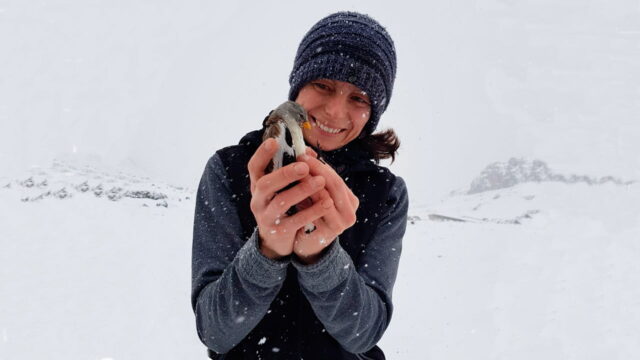 How do birds that inhabit colder environments respond to the global warming?