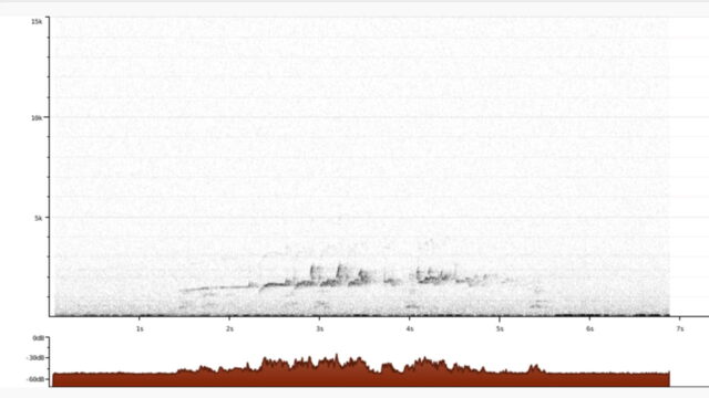 Nocmig, the key to understand nocturnal migrations