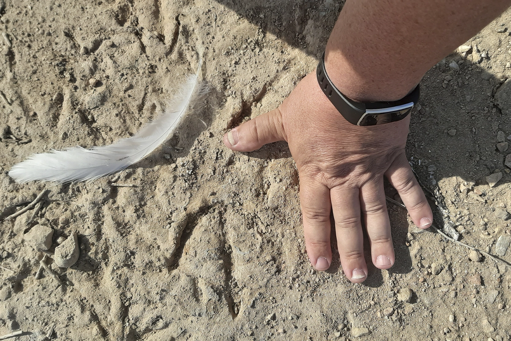 Wildlife tracking in the Delta