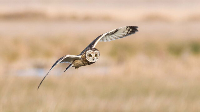 Aves de la noche – ÚLTIMA PLAZA SÁBADO