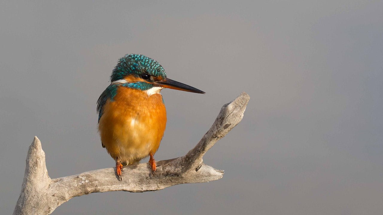 Noticia_0109_tarda2_web