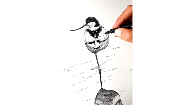 Taller d’il·lustració a partir de l’ocell de l’any – ÚLTIMA PLAÇA