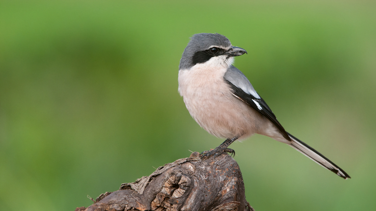 Disseny sense títol (12)