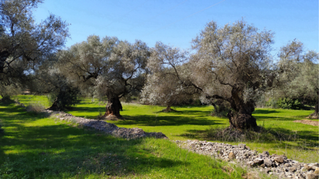 Custody and monumental olive groves. An opportunity to protect biodiversity and revitalize sustainable agricultural activity (conference in catalan)