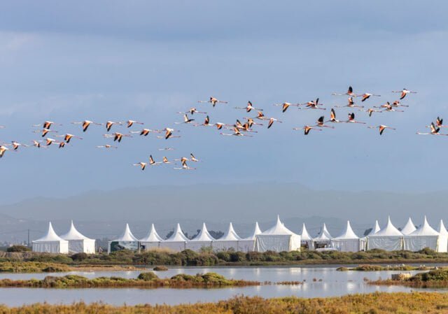 DELTA BIRDING FESTIVAL - 1