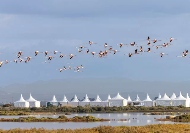 DBF 2023: OCELLS PER A TOTHOM - 0