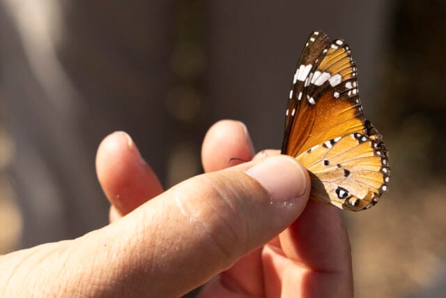 Descubre a los odonatos y mariposas del Delta