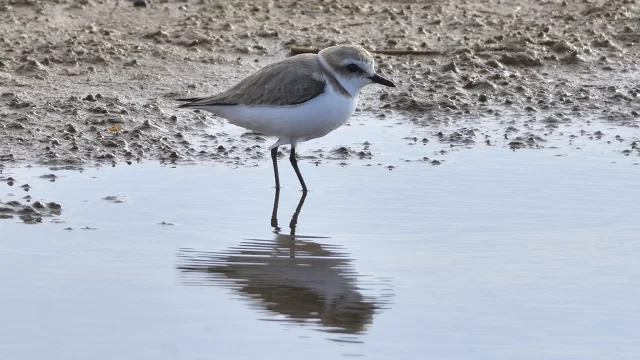 Emma Guinart – El corriol camanegre i el mite de Sísif. Estratègies i línies d’actuació futures