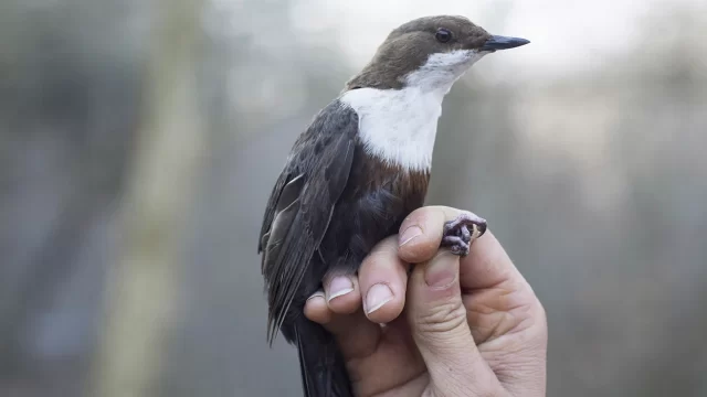 Jordina Baucells – Estudi de la merla d’aigua a la Riera Major (DBF Júnior)