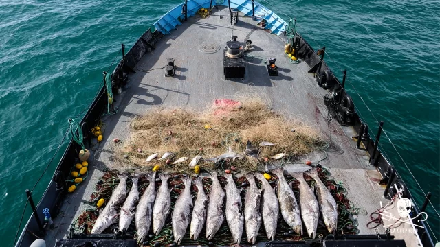 Laura Sánchez – Desafiant l’extinció: Sea Shepherd i la protecció de la marsopa de Califòrnia