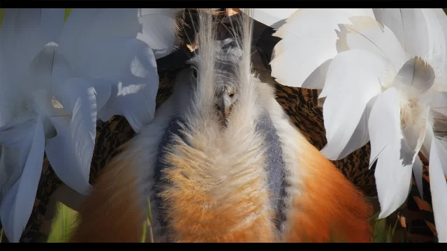 Alberto Saiz and Víctor Ortega – The making of “A year of wild love” documentary: filming stories