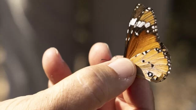Discovery of the odonata and butterflies of the Delta