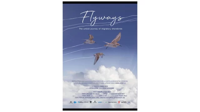 FLYWAYS: The untold journey of migratory shorebirds