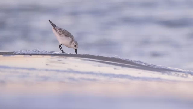 Marcel Gil i Guillermo Rodríguez – Identificació de limícoles