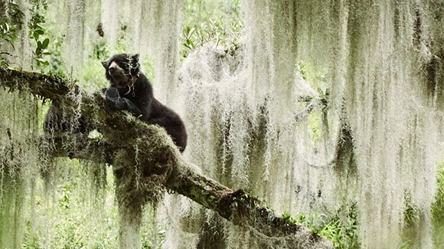 The Art of Nature Storytelling