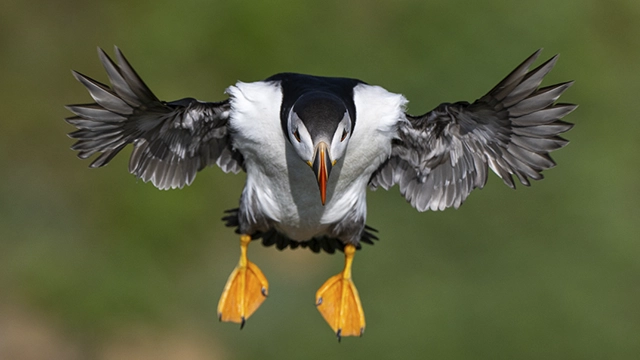 Fotografia d’ocells marins atlàntics a Irlanda