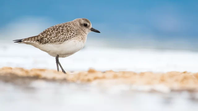 Iniciació a la fotografia de Natura – DISSABTE – EXHAURIDA