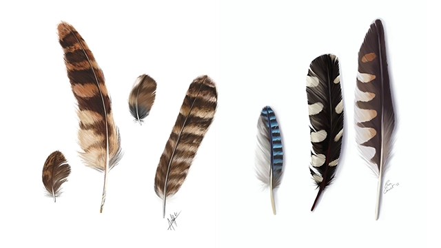 Learn about birds by drawing their feathers