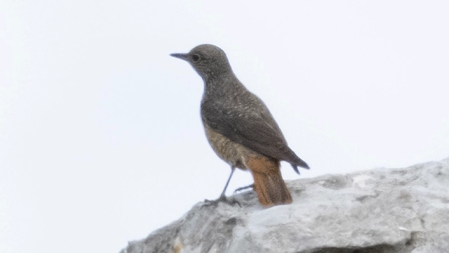 L’avifauna de muntanya a Mallorca