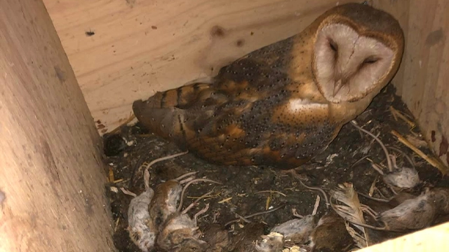 La gestión de un área de alta densidad de lechuzas. La experiencia en Osona de 30 años de conservación de la especie