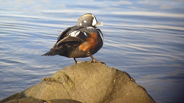 ¿IA o no hay (para tanto)? Herramientas tecnológicas para la ornitología moderna