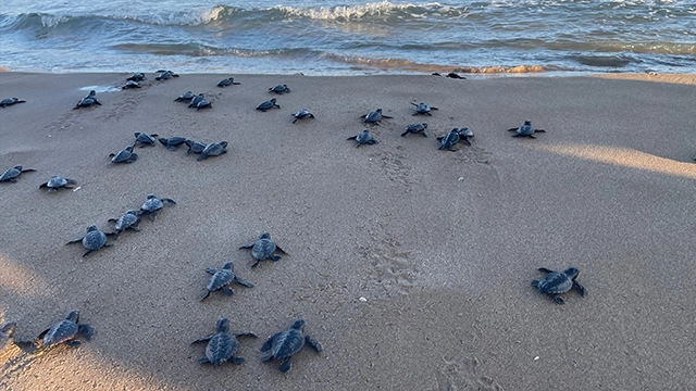 La nidificación emergente de tortugas marinas en Cataluña: el caso del Parque Natural del Delta del Ebro