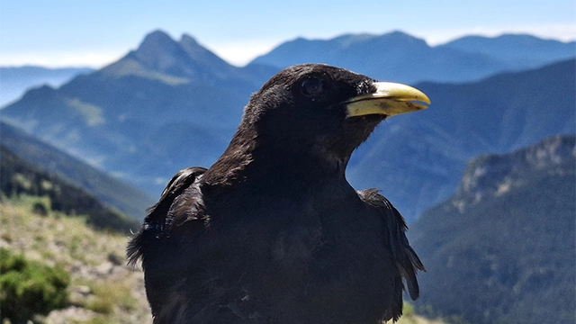 Poniendo luz en la oscuridad: descubriendo la vida secreta de las chovas piquirrojas y piquigualdas en el Cadí-Moixeró
