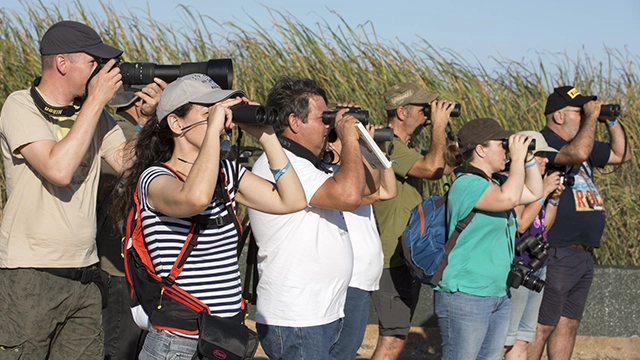 Vine a observar i identificar limícols en directe amb el Marcel Gil
