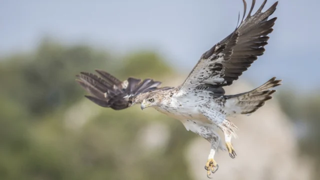 Conservem les àligues del Priorat (presentació i estrena de «L’Áliga», un vi pels ocells i la natura)