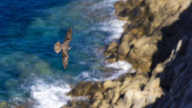 Ugo Mellone – El Mediterráneo y el Sahara como laboratorios para estudiar las migraciones de aves rapaces