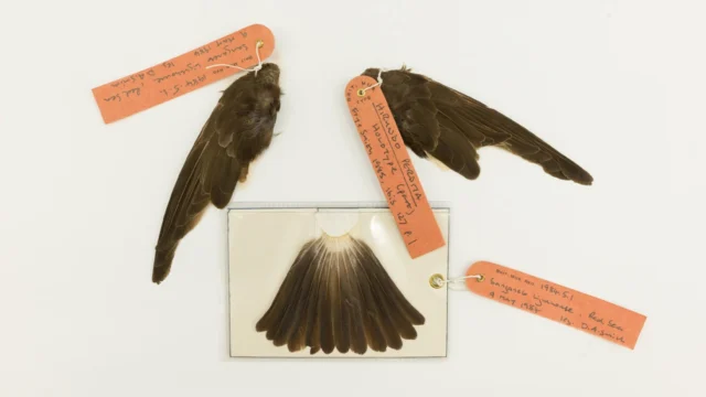 The Search for Lost Birds: Rediscoveries, Extinctions, and the Race Against Time