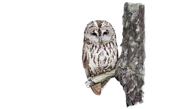 Exposició d’aquarel·les