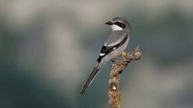 Carles Santana – Restauració ecosistèmica de la Torre dels Budells: conservar a través de la fotografia de natura