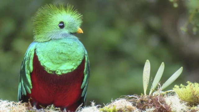 Alfredo Scott – Quetzal y agricultura: La alianza que protege una de las aves más bellas del mundo