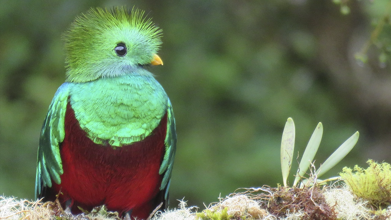 Quetzal y agricultura: La alianza que protege una de las aves más bellas del mundo