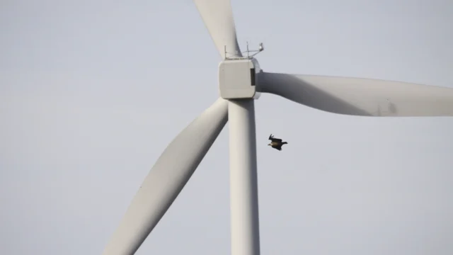 Antoni Hernández, Rafel Bosch, Francesc Parés, Claudi Baiges, Francesc Xavier Parellada, Ricard Gutiérrez and Ricard Casanovas – És compatible la conservació de l’avifauna amb les energies renovables?