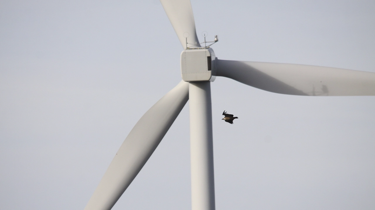 Antoni Hernández, Rafel Bosch, Francesc Parés, Claudi Baiges, Francesc Xavier Parellada, Ricard Gutiérrez i Ricard Casanovas – És compatible la conservació de l’avifauna amb les energies renovables?