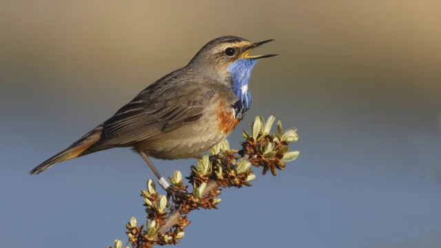 Peter Boesman – Digging deeper into the world of birdsounds