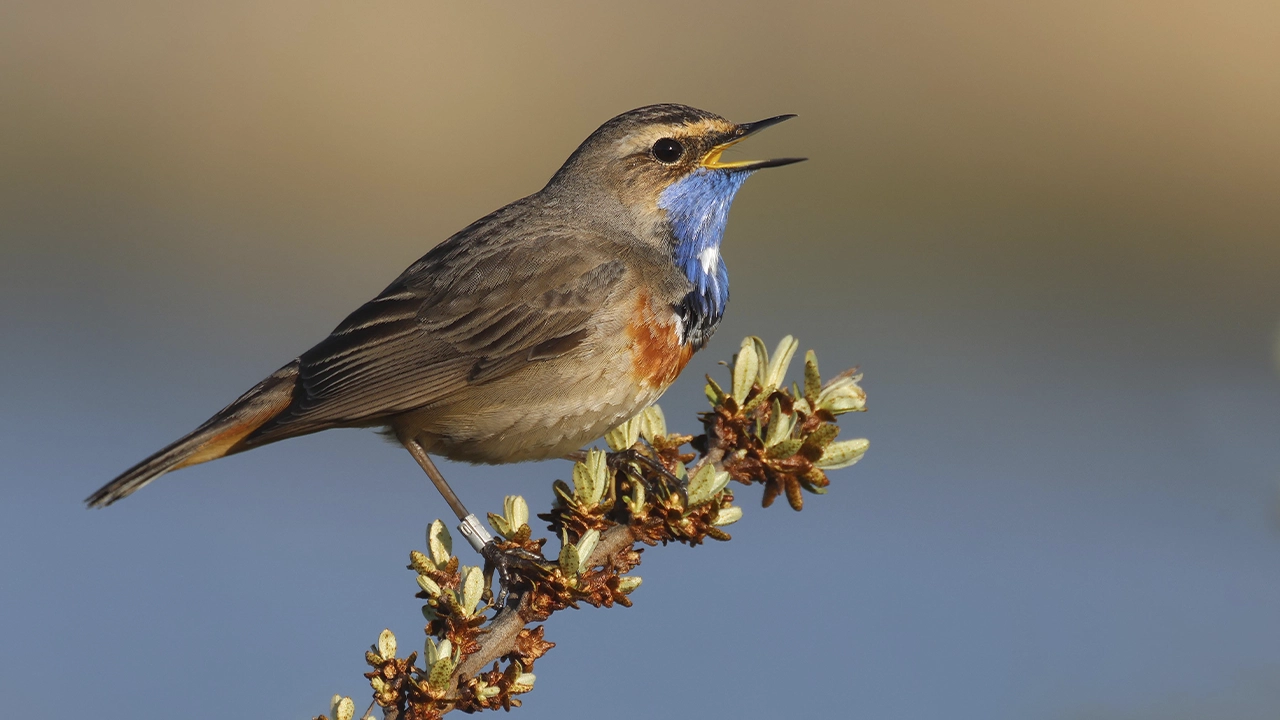 Peter Boesman – Digging deeper into the world of birdsounds