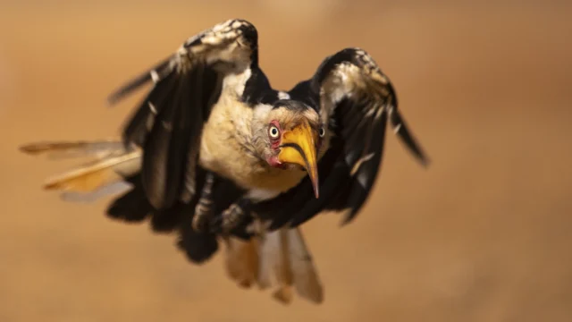 Roger Sanmartí – Consells per a un viatge fotogràfic de fauna africana: aprenent de l’experiència