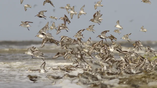 Allert Bijleveld – Shorebird Movement Ecology in the Wadden Sea: Multi-Species Habitat Use Revealed by Innovative WATLAS Tracking