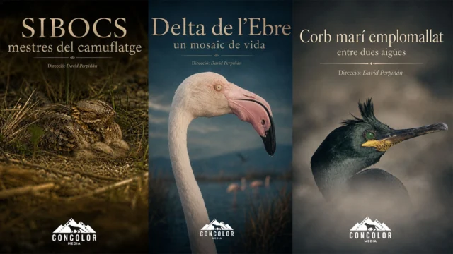 Sibocs: mestres del camuflatge / Delta de l’Ebre: un mosaic de vida / Corb marí emplomallat: entre dues aigües