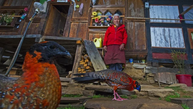 Dhritiman Mukherjee – My journey with birds