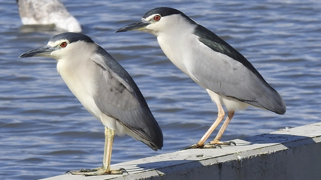 Veolia al Delta Birding Festival